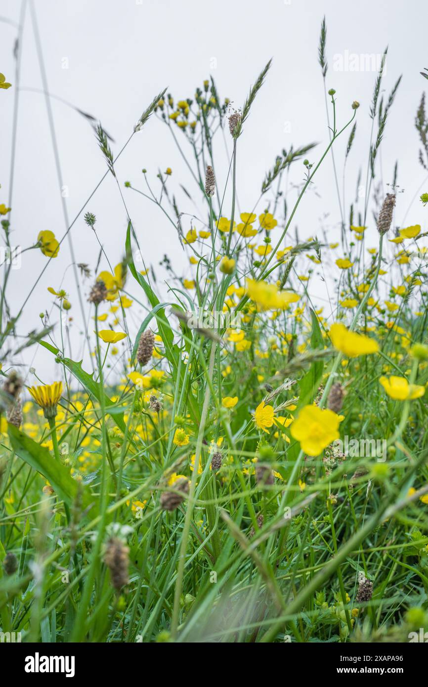 Ein Feld mit gelben Butterblumen, Ranunkulus bulbosus, einheimische Wildblume in voller Blüte Stockfoto