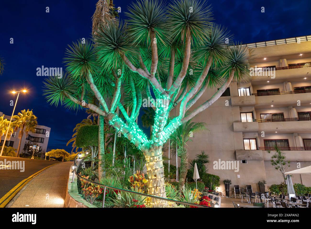 Drachenbaum mit Weihnachtslichtern bei Nacht auf Teneriffa, Spanien Stockfoto