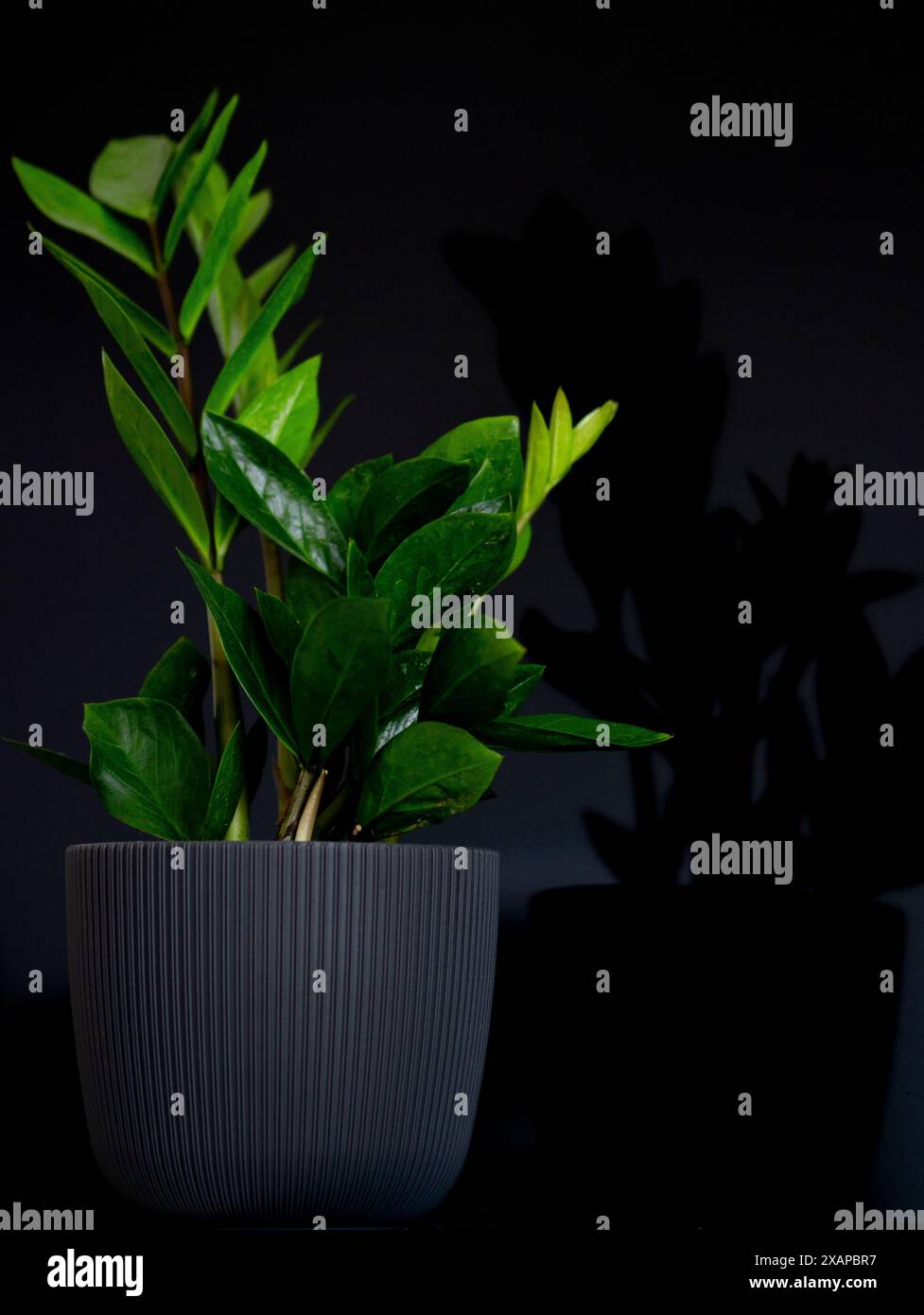 Zamioculcas zamiifolia, Sansibar Juwel, Zamiokulkas oder Zamia - Zimmerpflanze im Blumentopf auf schwarzem Hintergrund, minimales Wohnkultur-Konzept, 'ZZ plant' Stockfoto