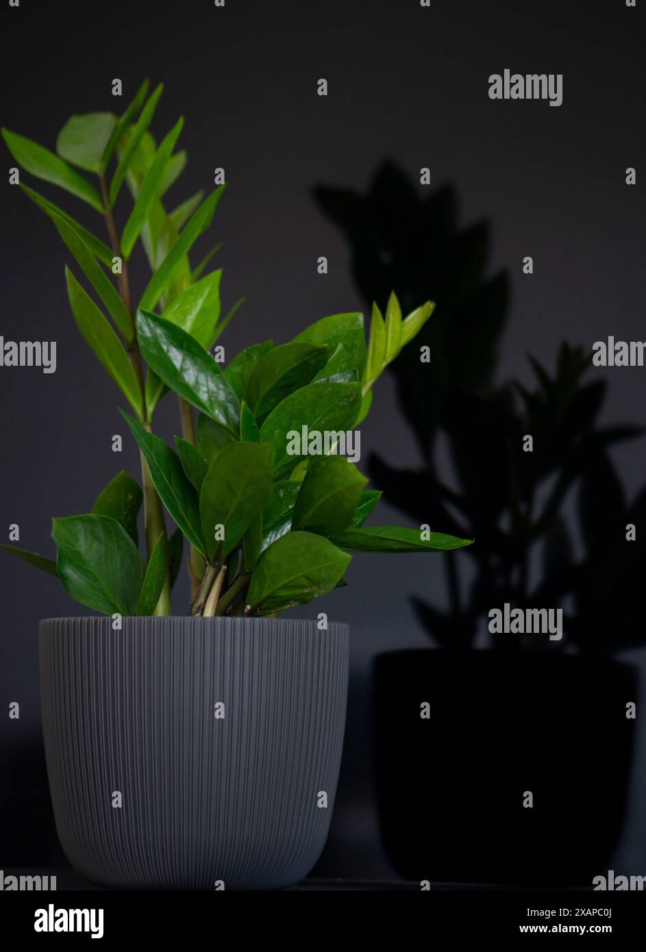 Zamioculcas zamiifolia, Sansibar Juwel, Zamiokulkas oder Zamia -  Zimmerpflanze im Blumentopf auf schwarzem Hintergrund, minimales  Wohnkultur-Konzept, 'ZZ plant' Stockfotografie - Alamy