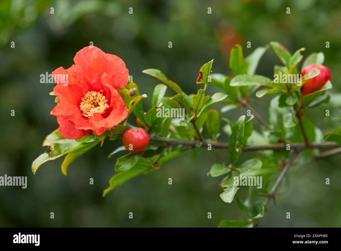 Blühender Granatapfel. Granatapfelblüte. Stockfoto
