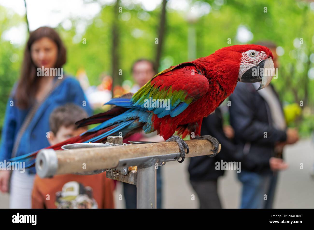 Scarlet Ara Vogel Haustiere sind Freunde von Menschen. Die Leute im Park beobachten den Papagei. Großer Vogel, schöne, helle Farben Stockfoto