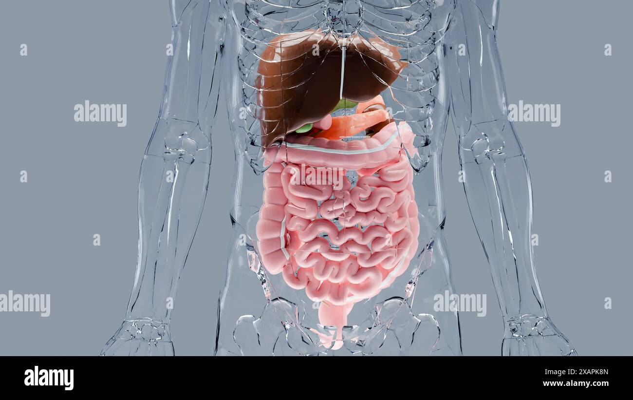 Anatomie des menschlichen Magens und der Speiseröhre, Leber, Körper mit Verdauungsorganen, Hepatitis, Intestin, Gallenblase, Magen-Darm-Trakt, medizinisch Stockfoto