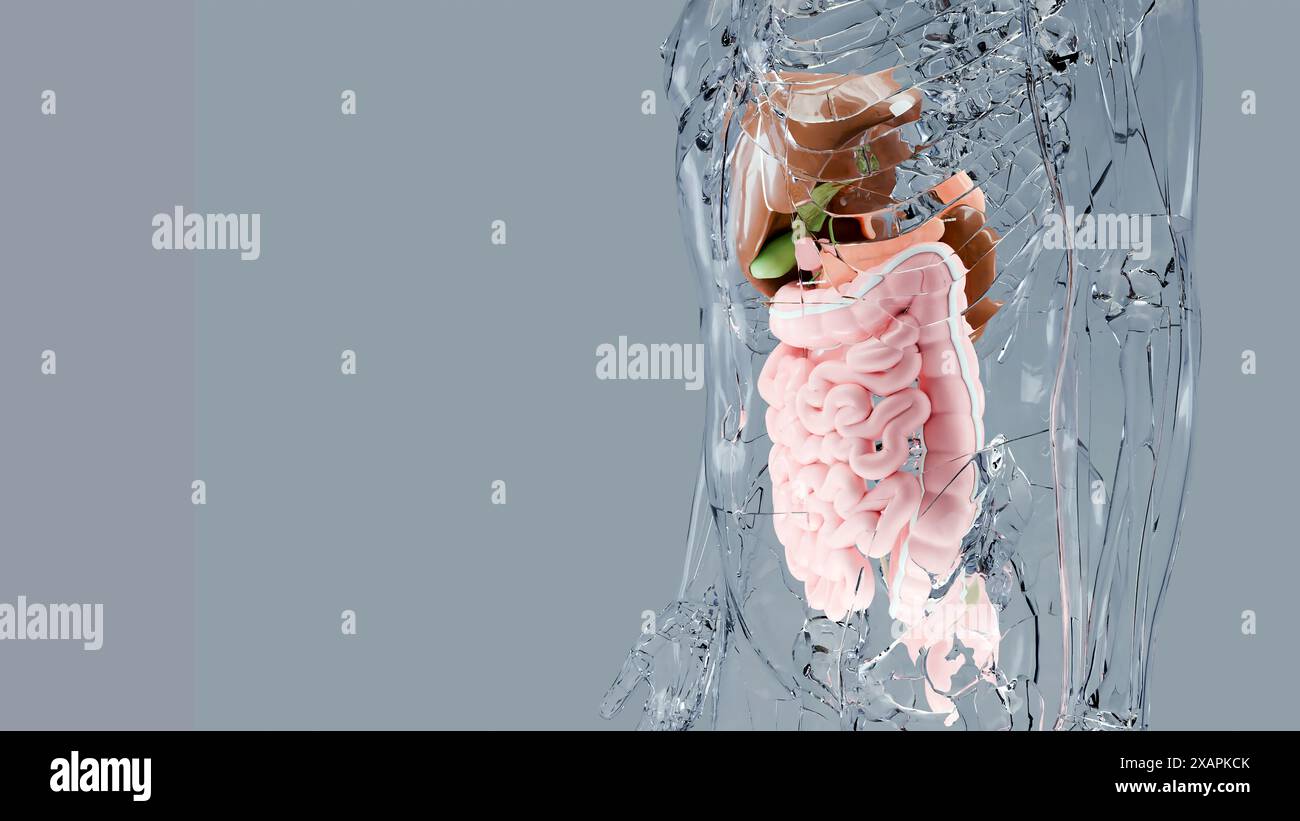 Anatomie des menschlichen Magens und der Speiseröhre, Leber, Körper mit Verdauungsorganen, Hepatitis, Intestin, Gallenblase, Magen-Darm-Trakt, medizinisch Stockfoto