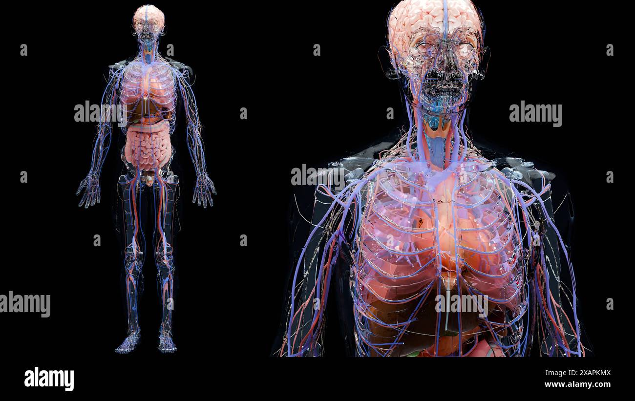 Menschliche Anatomie, innere Organe und Knochen, Atemwege- und Verdauungsteile und nervöse venöse Kreislaufteile auf schwarzem Hintergrund, Darm und Sto Stockfoto