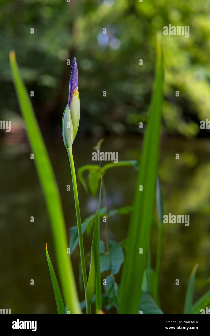 Eine zarte Irisknospe, die blüht, eingebettet in üppiges Grün mit einem ruhigen Teich im Hintergrund. Stockfoto