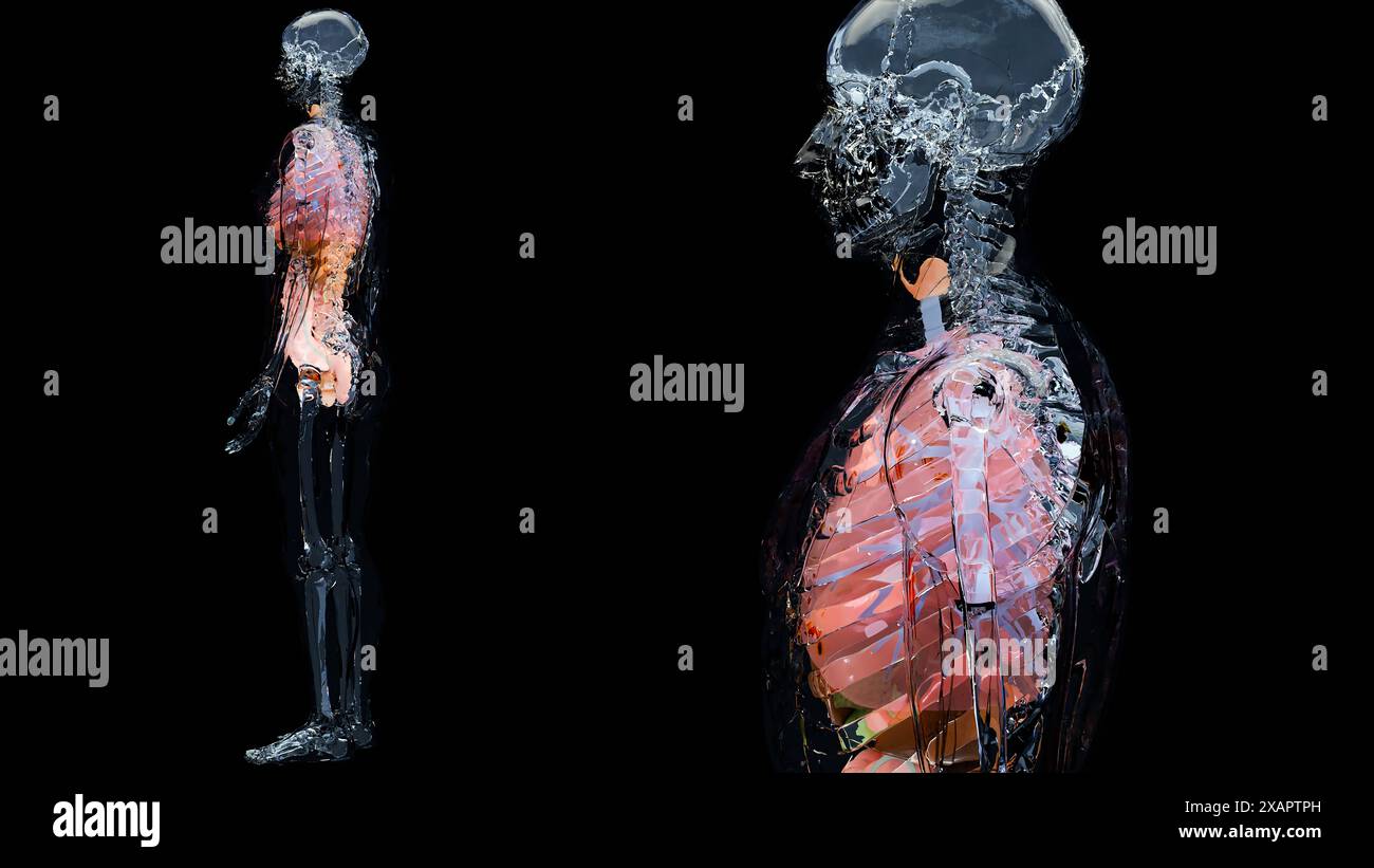 Menschliche Anatomie, innere Organe und Knochen, Atemwege- und Verdauungsteile und nervöse venöse Kreislaufteile auf schwarzem Hintergrund, Darm und Sto Stockfoto