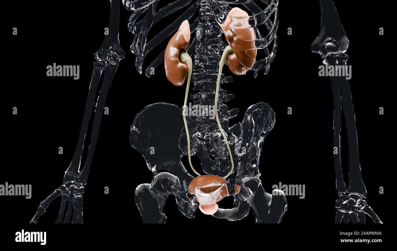 Harnsystem, detaillierte männliche Blasen- und Nierenanatomie, Urologie medizinisch, Fortpflanzungssystem, Glas, 3D-Rendering Stockfoto