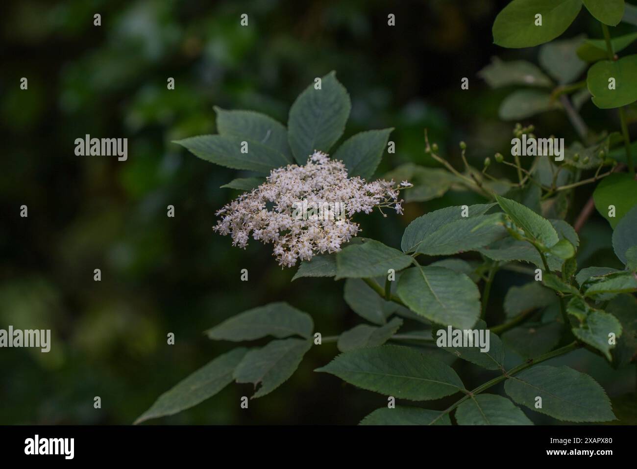 Blumen von Sambucus nigra, Elder, Niederlande. Stockfoto