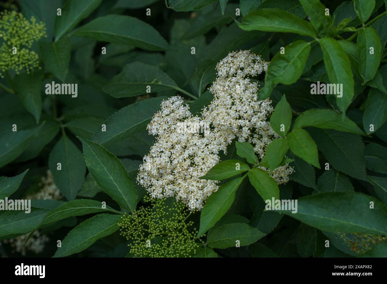 Blumen von Sambucus nigra, Elder, Niederlande. Stockfoto