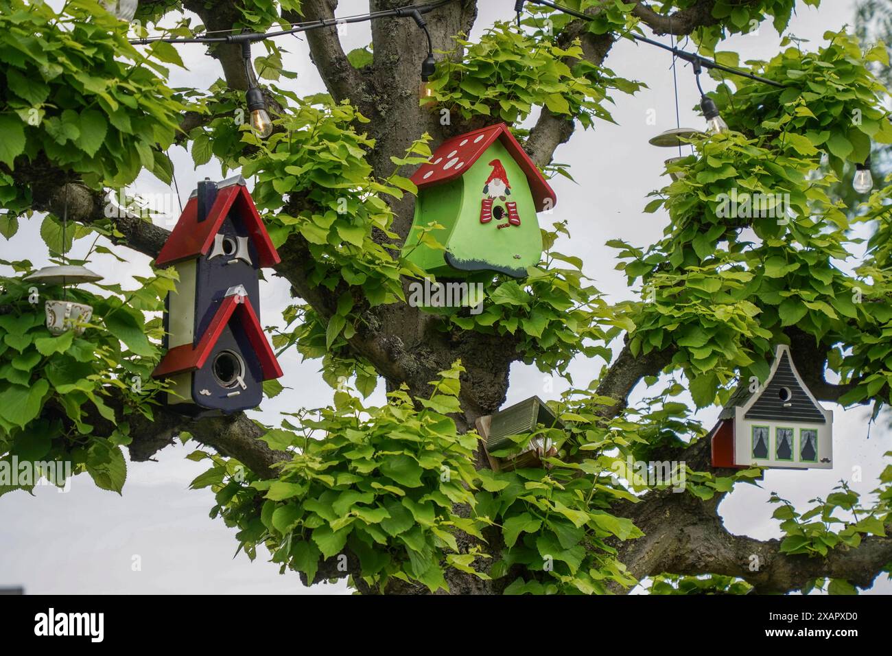 Farbenfrohe, lustige hölzerne Vogelnistkasten, Nistkasten, hängt im Frühling in der Stadt im Baum. Niederlande. Stockfoto