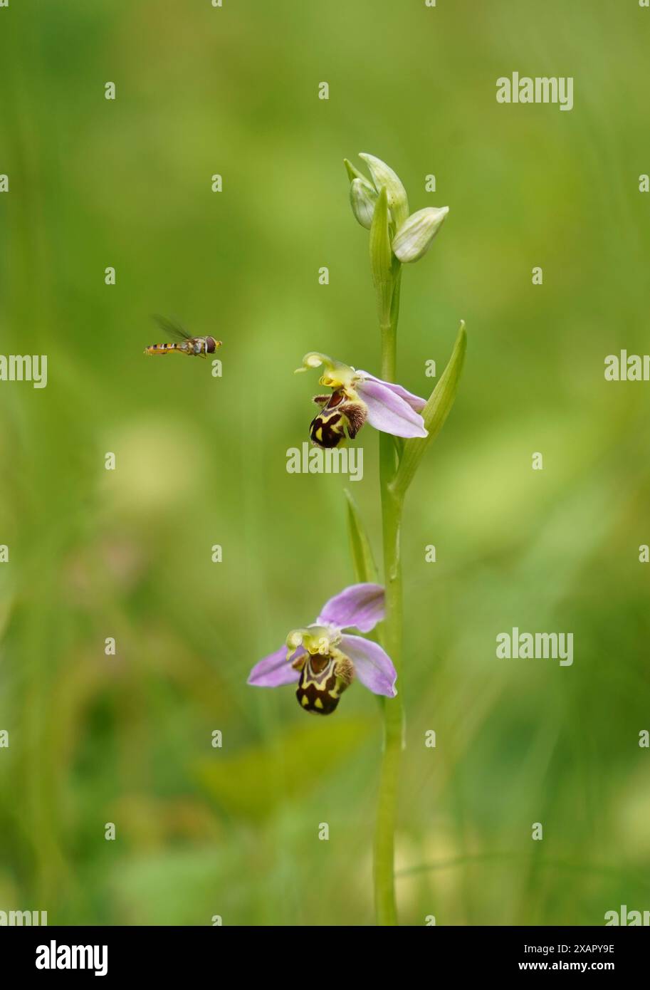 Bienenorchidee, Ophrys apifera, mit Wespe, Belgien. Stockfoto