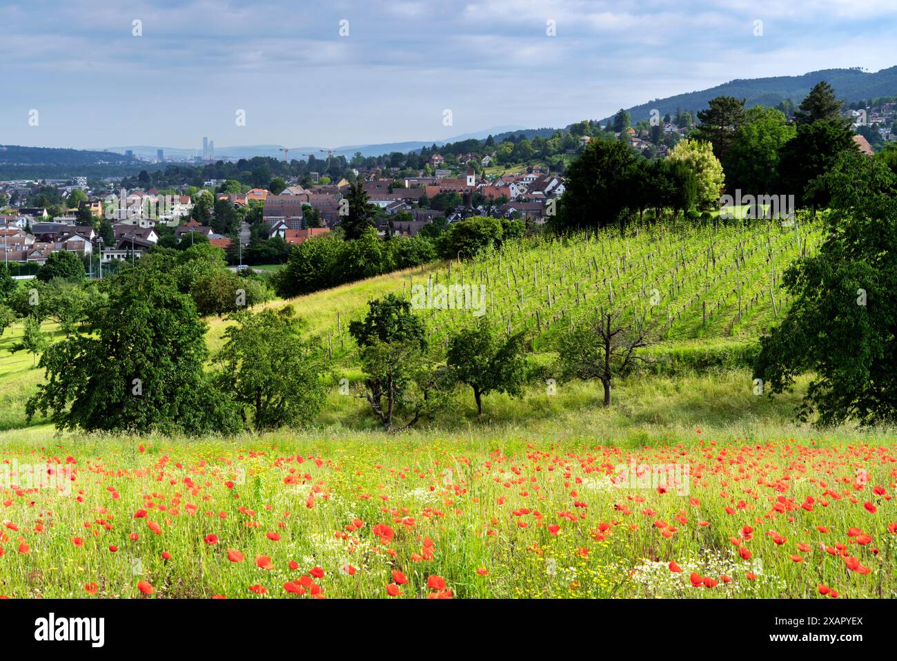 Schweiz, Dornach, Oberdornach, Solothurn, Mohnfeld, Juni, Sommer, Aesch, Pfeffingen, Schwarzbubenland Stockfoto