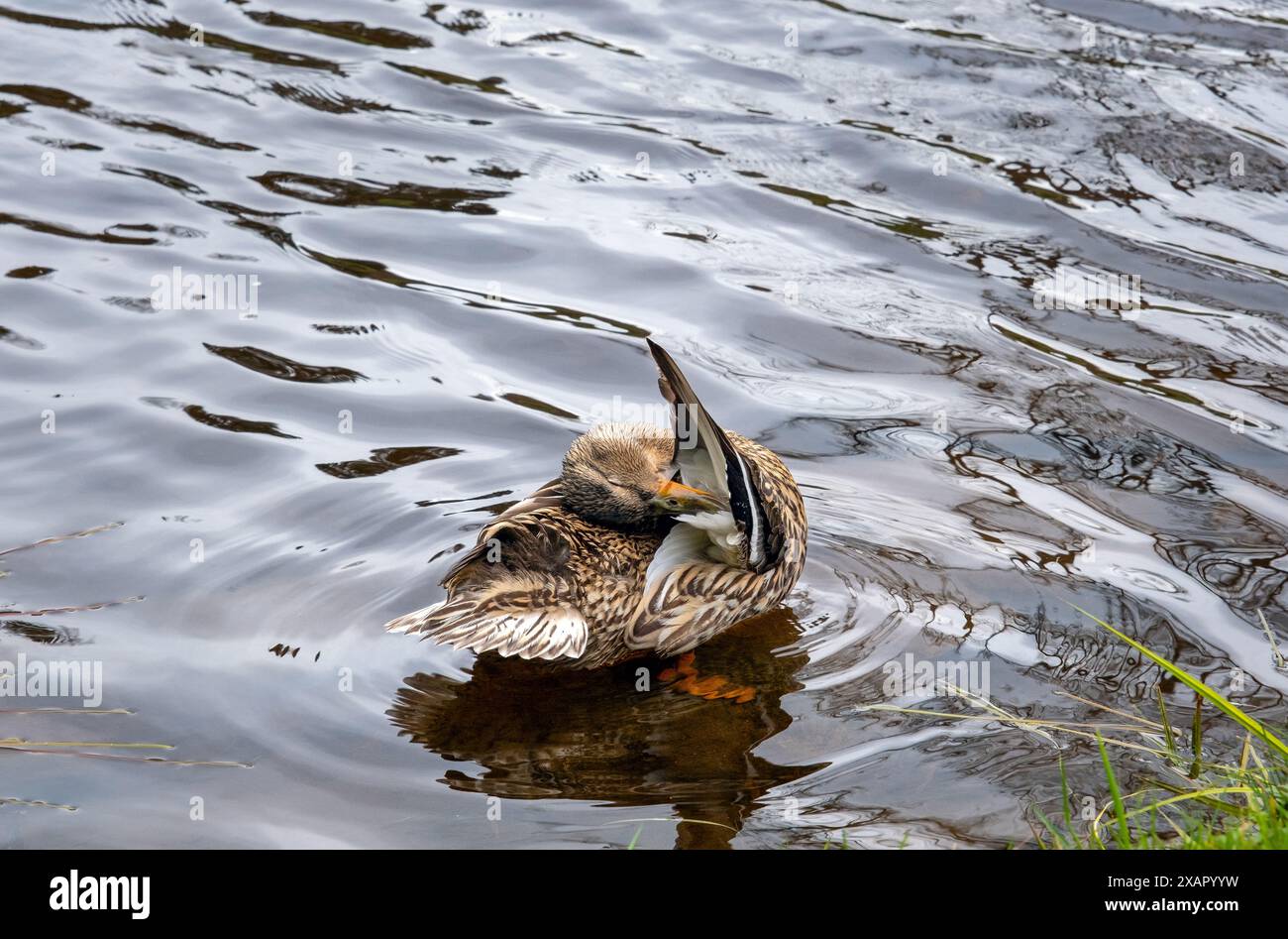 Weibliche Wildente reinigt Federn in der Nähe des Flusses, Stockenten reinigt Federn, anas Stockfoto