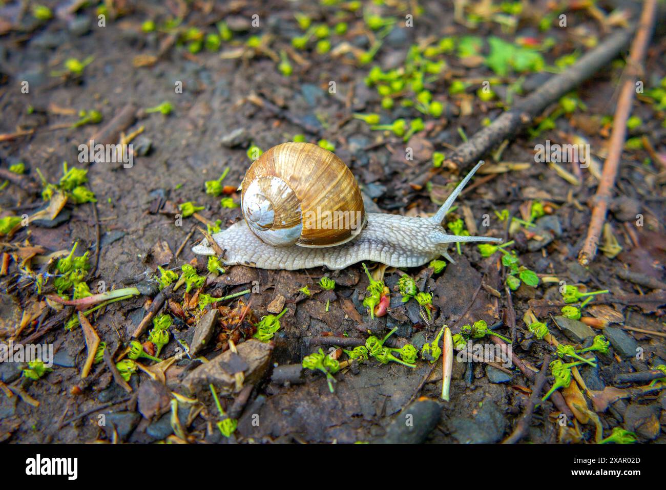 Die Schnecke kriecht durch den Wald, römische Schnecke, Helix pomatia Stockfoto