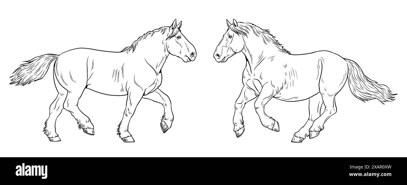 Illustration des Zugpferdes - Percheron. Silhouette schwerer Pferde. Stockfoto Illustration des Zugpferdes - Percheron. Silhouette schwerer Pferde. Stockfoto