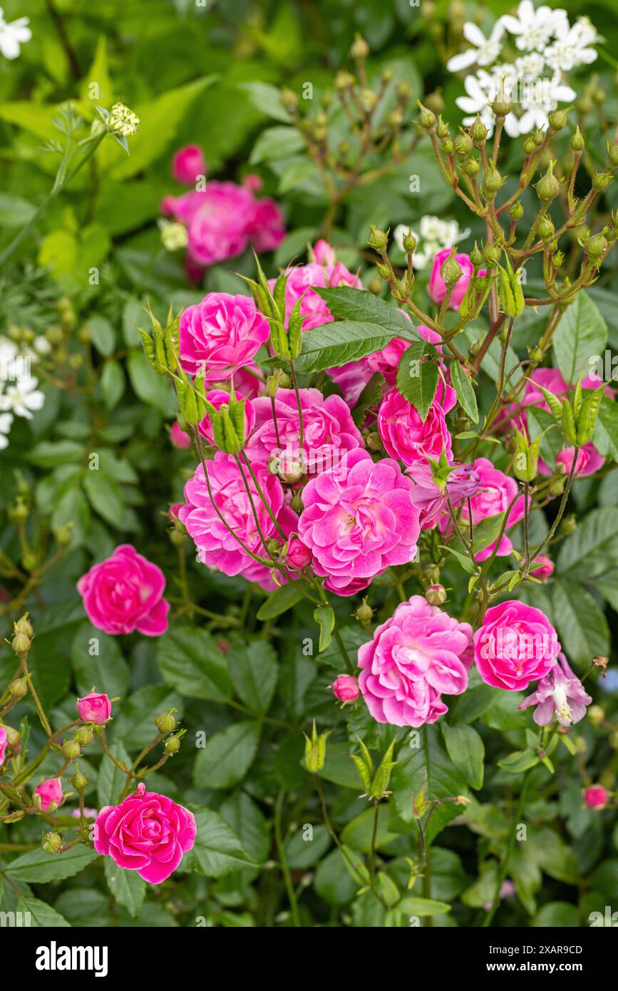 Nahaufnahme eines kleinen rosa Rosenstrauchs, der in einer Gartengrenze in Großbritannien blüht und gepflanzt wird Stockfoto
