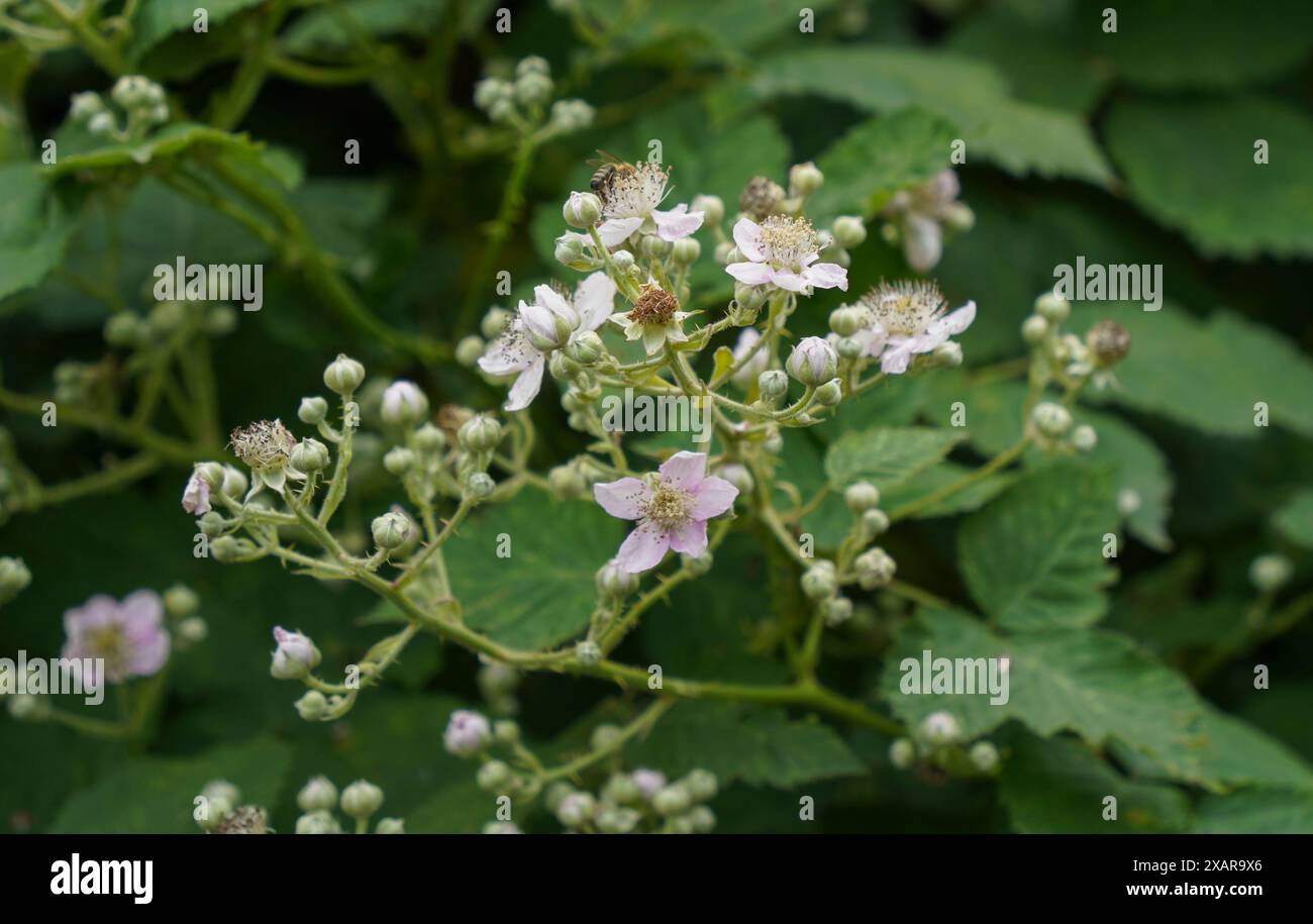 Blühende wilde Brombeeren, Rubus fruticosus, Spanien. Stockfoto