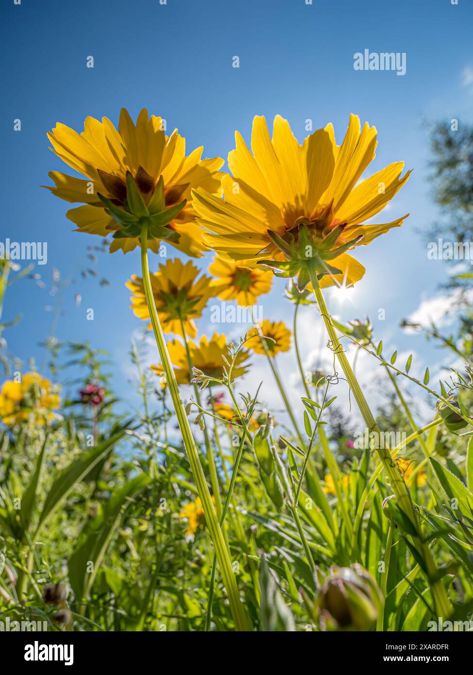 Largeflower tickseed Blumen von unten geschossen Stockfoto