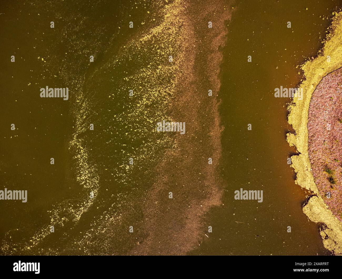 Pollen im Wasser, Stausee Retortillo, Naturpark Sierra de Hornachuelos, Provinz Córdoba, Andalusien, Spanien. Stockfoto