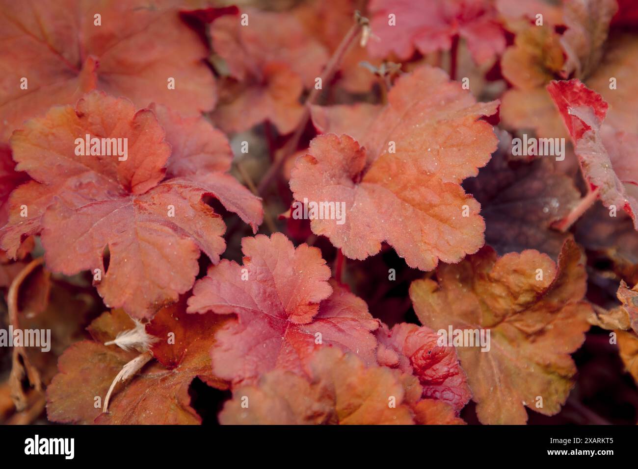 Rotkorallen heuchera Pflanze im Sommergarten. Nahaufnahme der Pflanze Stockfoto