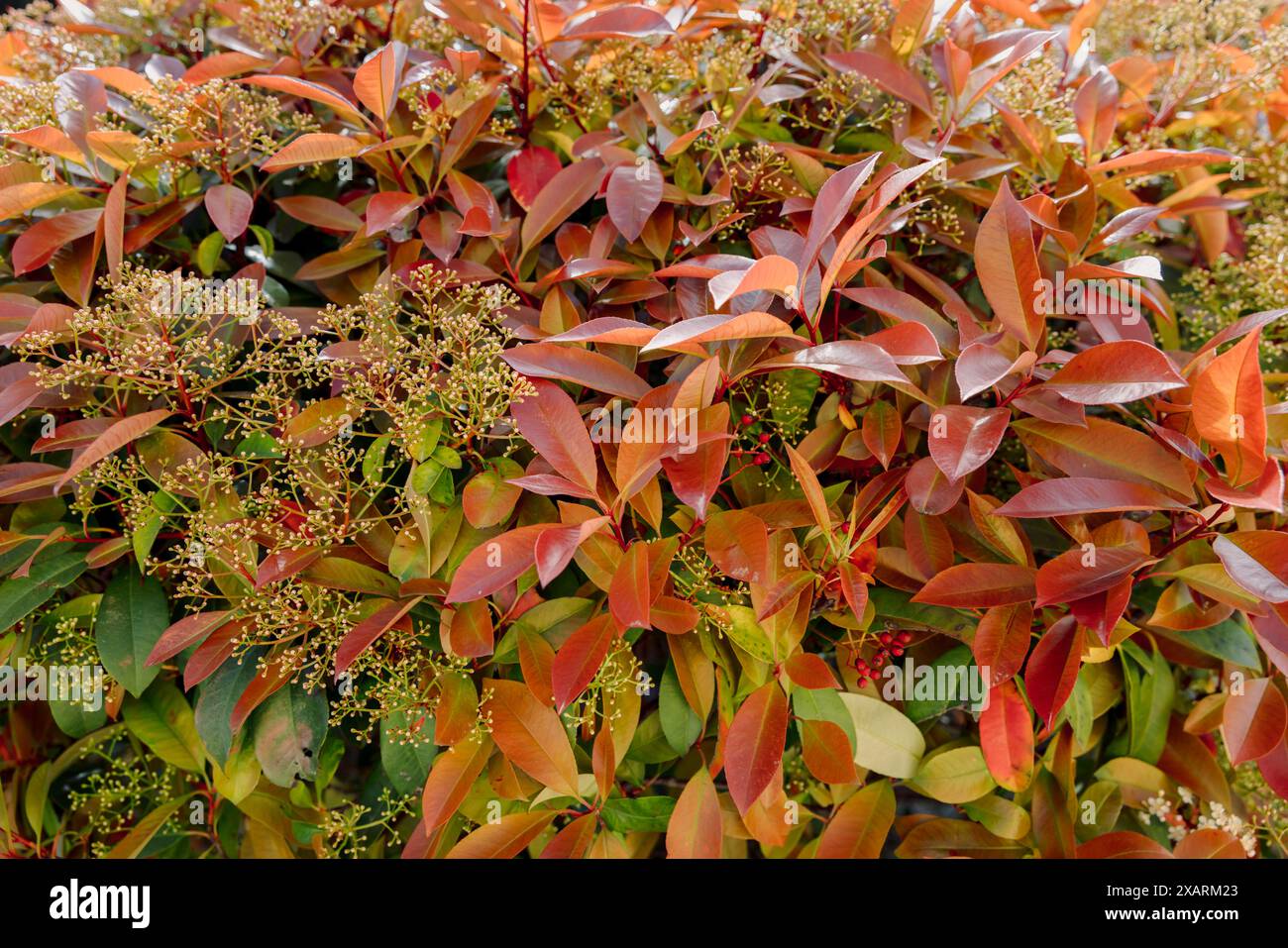 Photinia rotkehlchen mit wunderschönem rotem immergrünem Laub Stockfoto