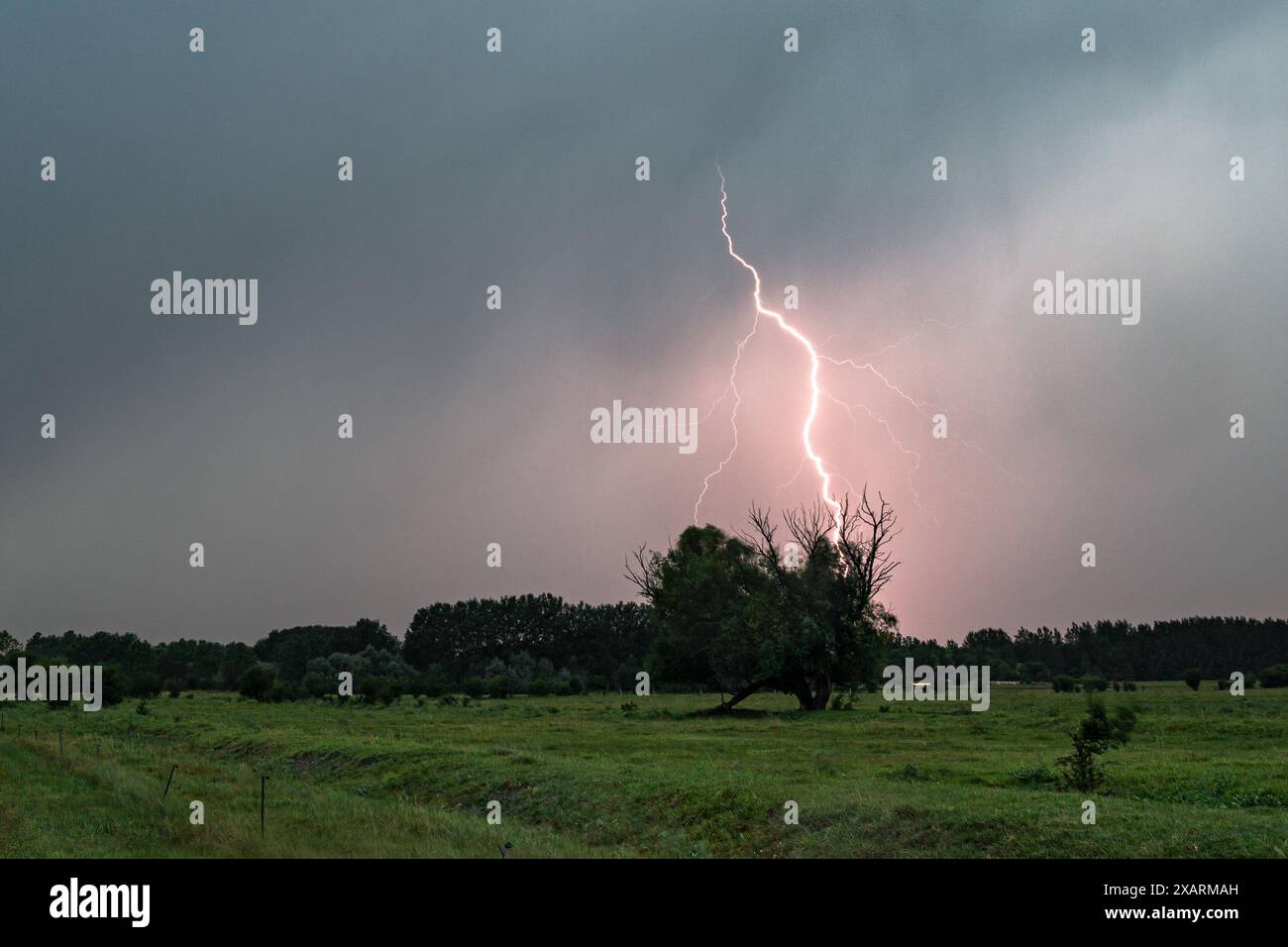 Ein Blitz trifft hinter einer Reihe von Bäumen in einer ländlichen Landschaft Stockfoto