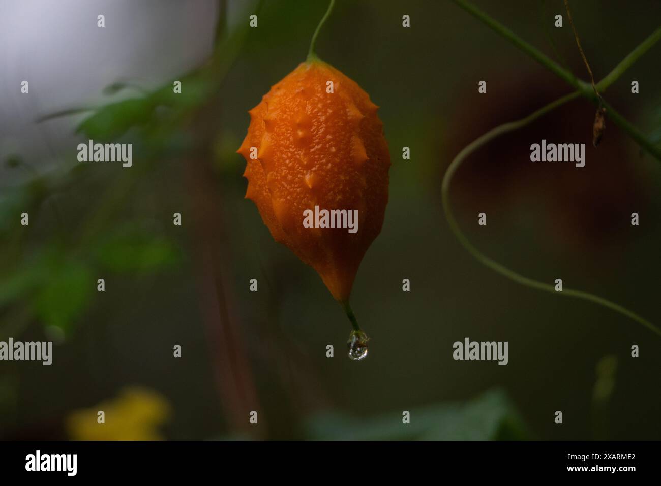 Bitter Melon (Momordica charantia), auch bekannt als Balsamapfel, Bitterkürbis oder Bitterkürbis Stockfoto