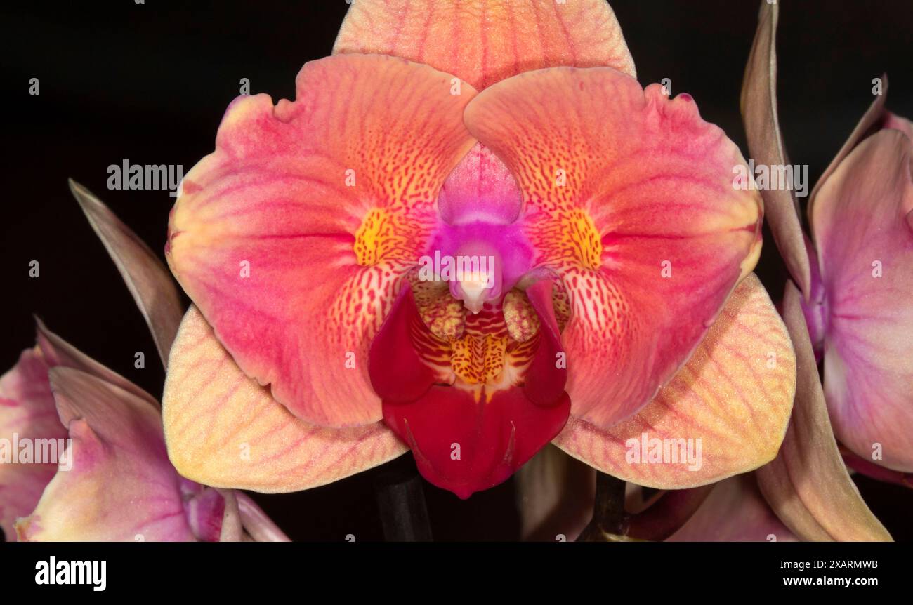 Phalaenopsis Midsummer Night Orchidee, Cherry City Orchid Society Show, Salem, Oregon Stockfoto