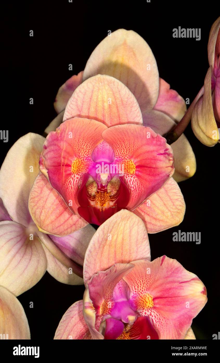 Phalaenopsis Midsummer Night Orchidee, Cherry City Orchid Society Show, Salem, Oregon Stockfoto
