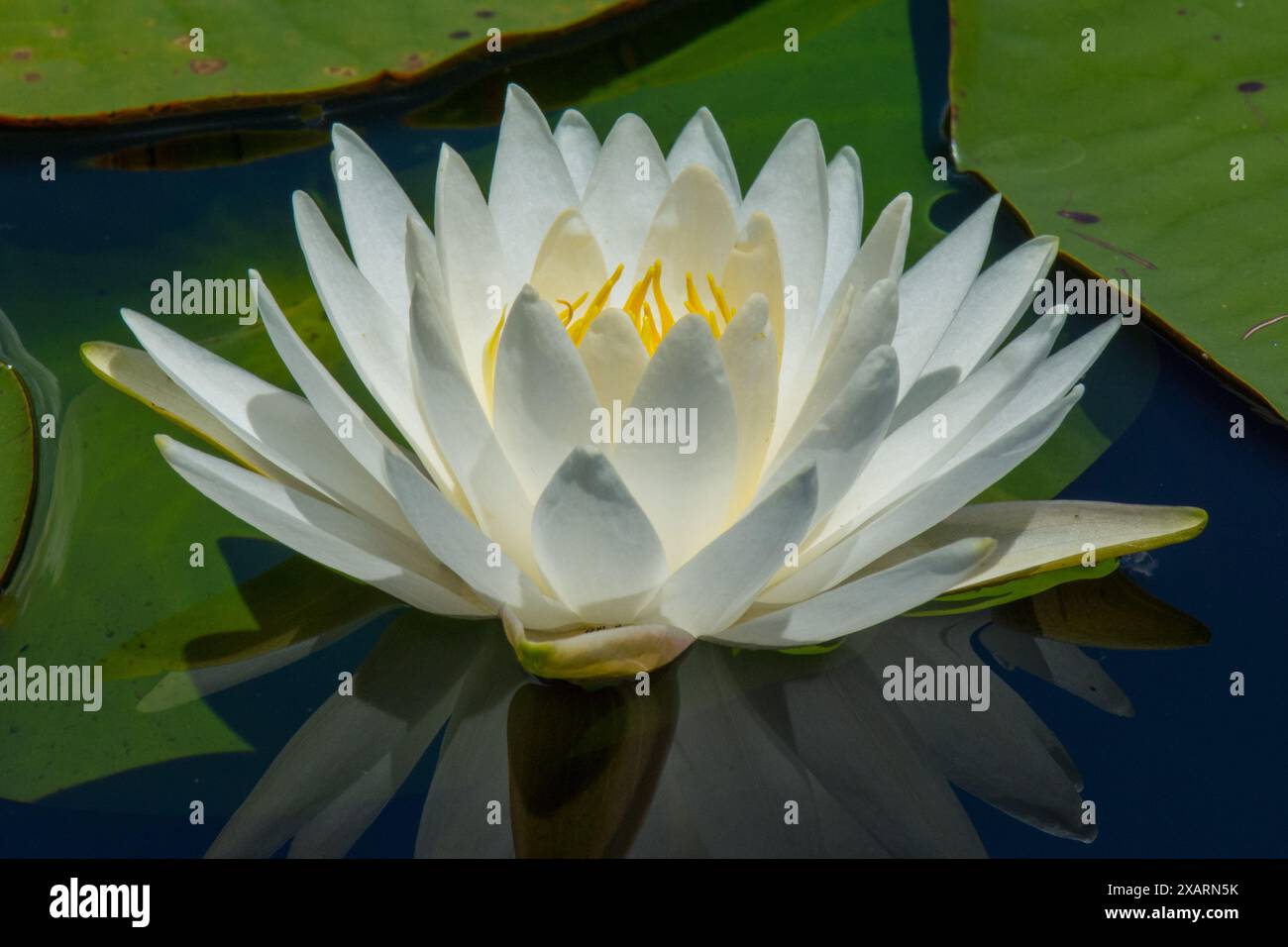 Duftende Seerose, Nymphaea odorata Aiton, Nymphaeaceae Stockfoto