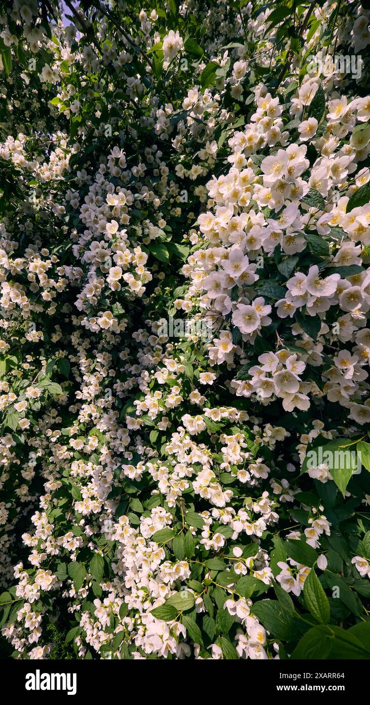 Zweig der schönen weißen Jasmin Blüten natürlichen Hintergrund. Tiefenschärfe, geringe Schärfentiefe Stockfoto