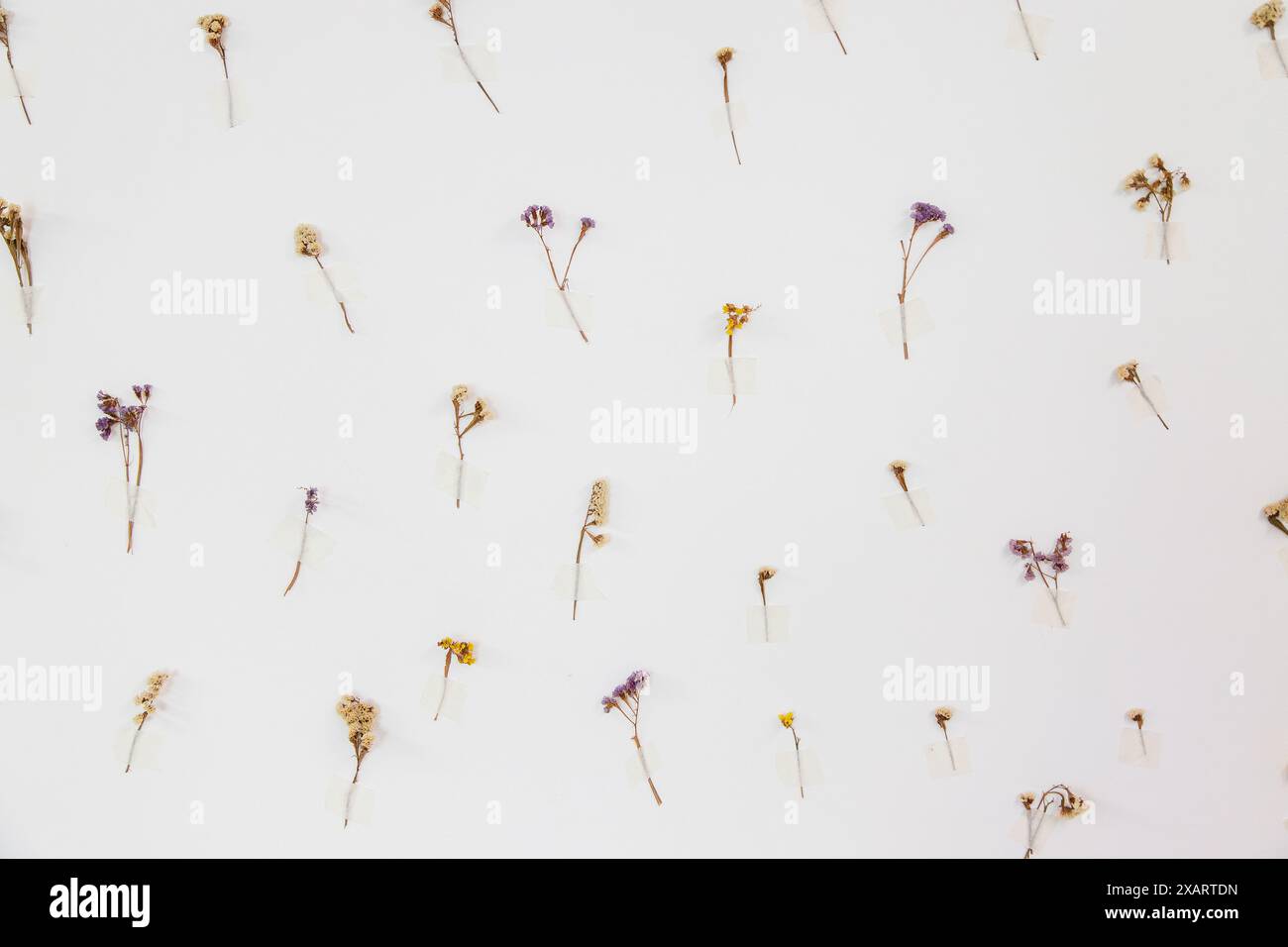 Ein minimalistisches Arrangement aus verschiedenen kleinen, getrockneten Blumen, die an einer weißen Wand befestigt sind, zeigt eine einfache und elegante botanische Kunstausstellung. Stockfoto