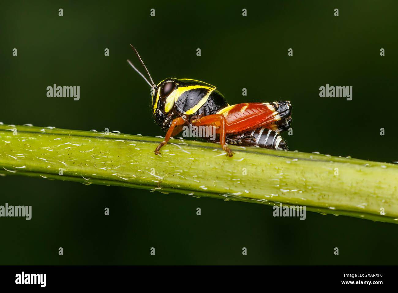 Azteken-Grasshopper (Aidemona azteca) Stockfoto