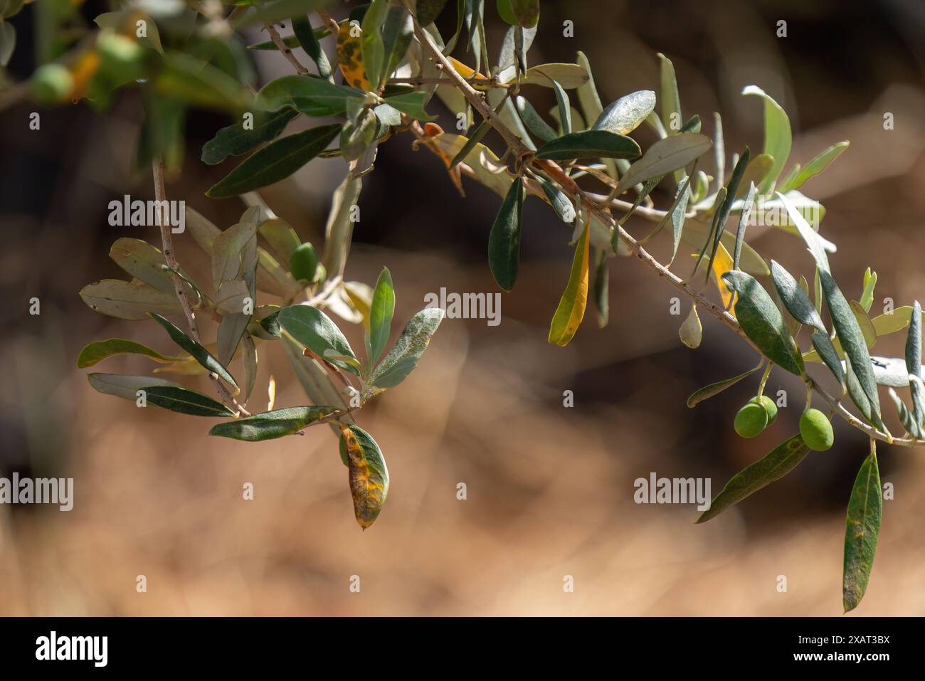 Krankheit olivenbaum -Fotos und -Bildmaterial in hoher Auflsung  Alamy