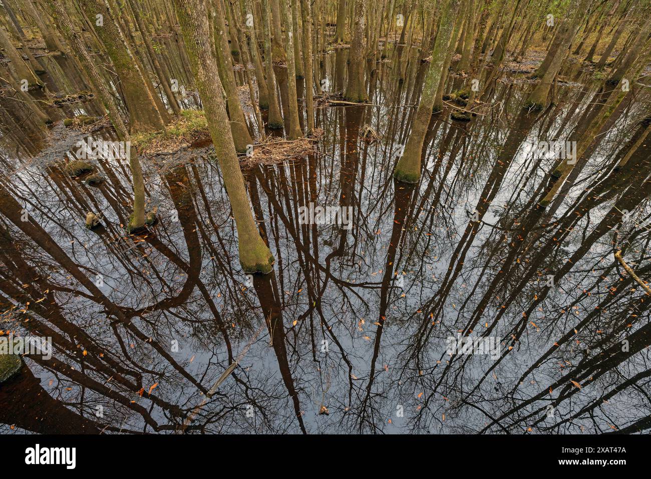 Stille Reflections in a Wetland Forest im Congaree National Park in South Carolina Stockfoto