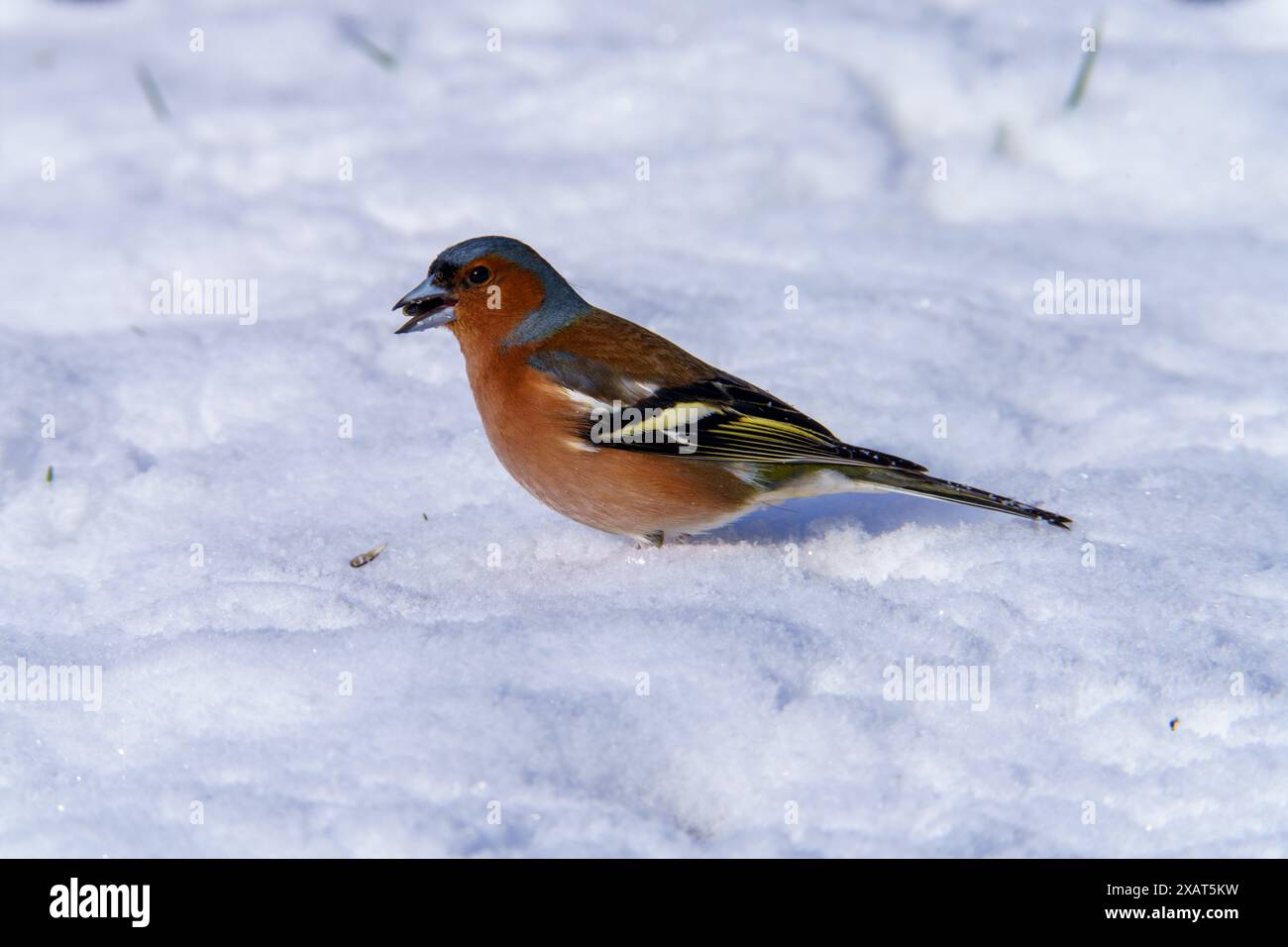 Fringilla coelebs Familie Fringillidae Gattung Fringilla Common Chaffinch Wild Nature Vogel Bild, Fotografie, Tapete Stockfoto