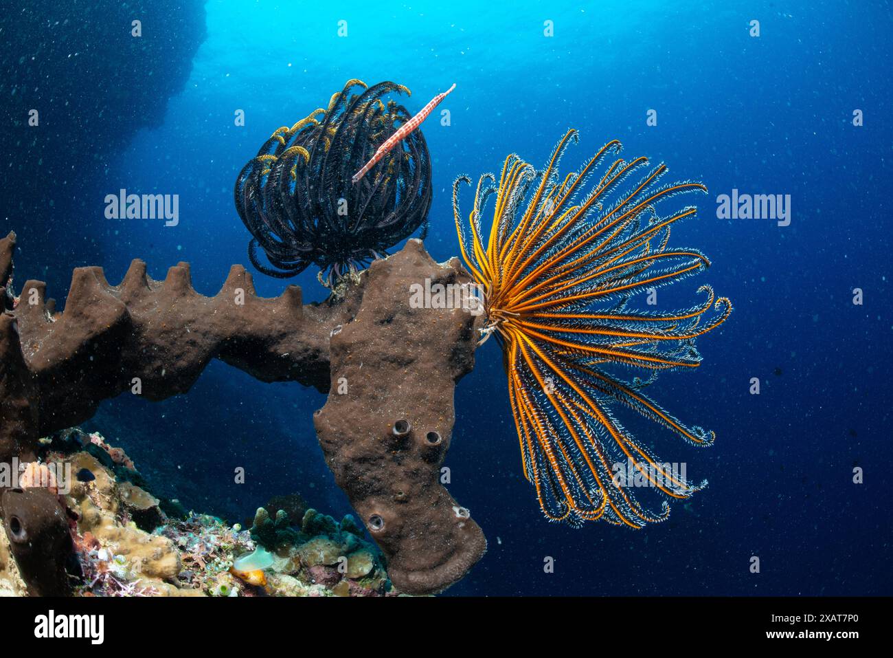 Bunaken Island - Reefscapes Stockfoto