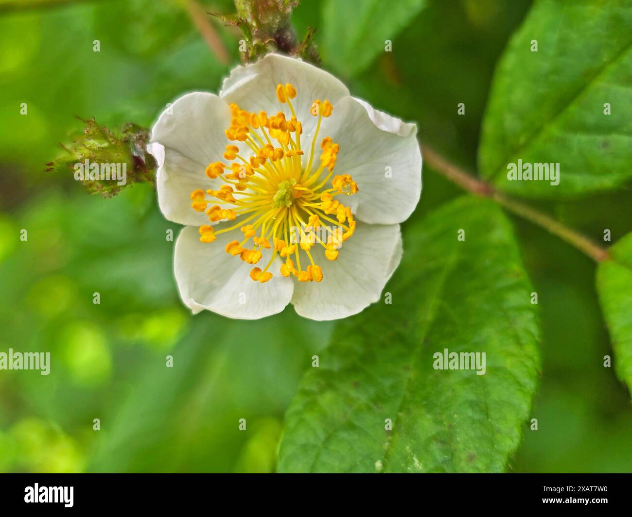 Rosa multiflora Blütenblüte, allgemein bekannt als Multiflora Rose, Baby Rose und ramblerrose, auf einem verschwommenen Hintergrund aus grünen Blättern und braunem Stamm Stockfoto