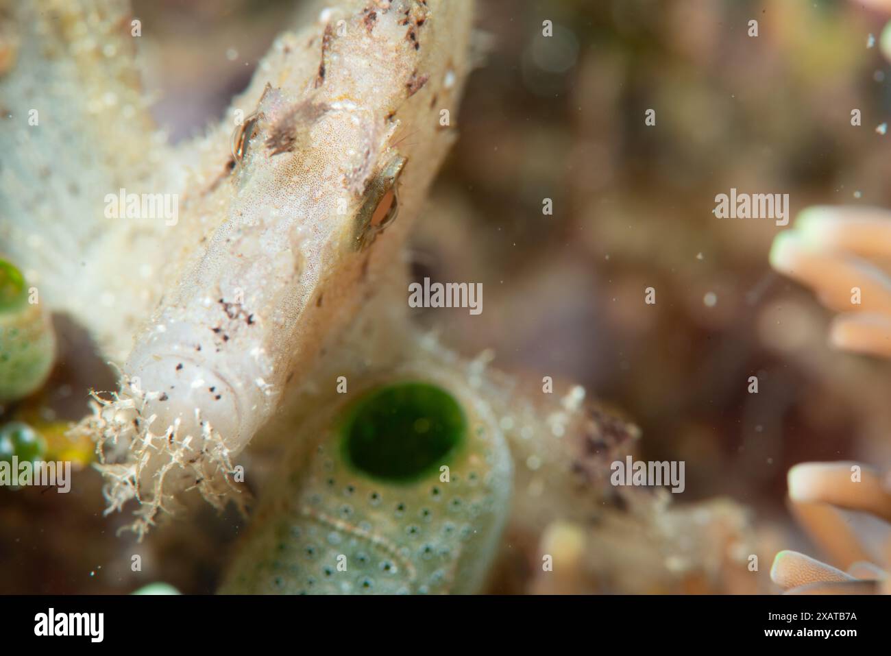 Muck Diving - Makroleben Stockfoto