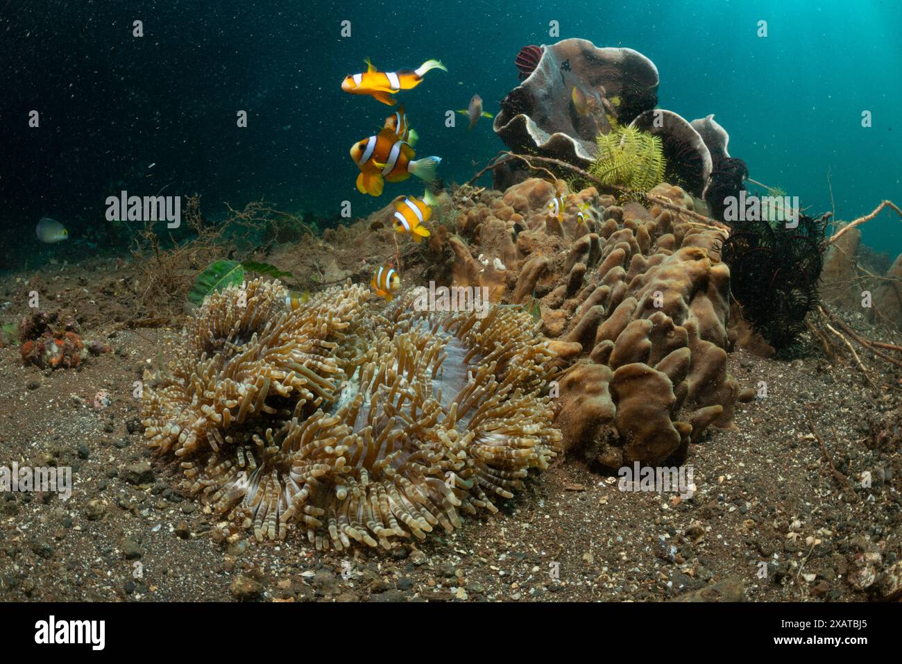 Unterwasserlandschaften in der Lembeh Strait Stockfoto