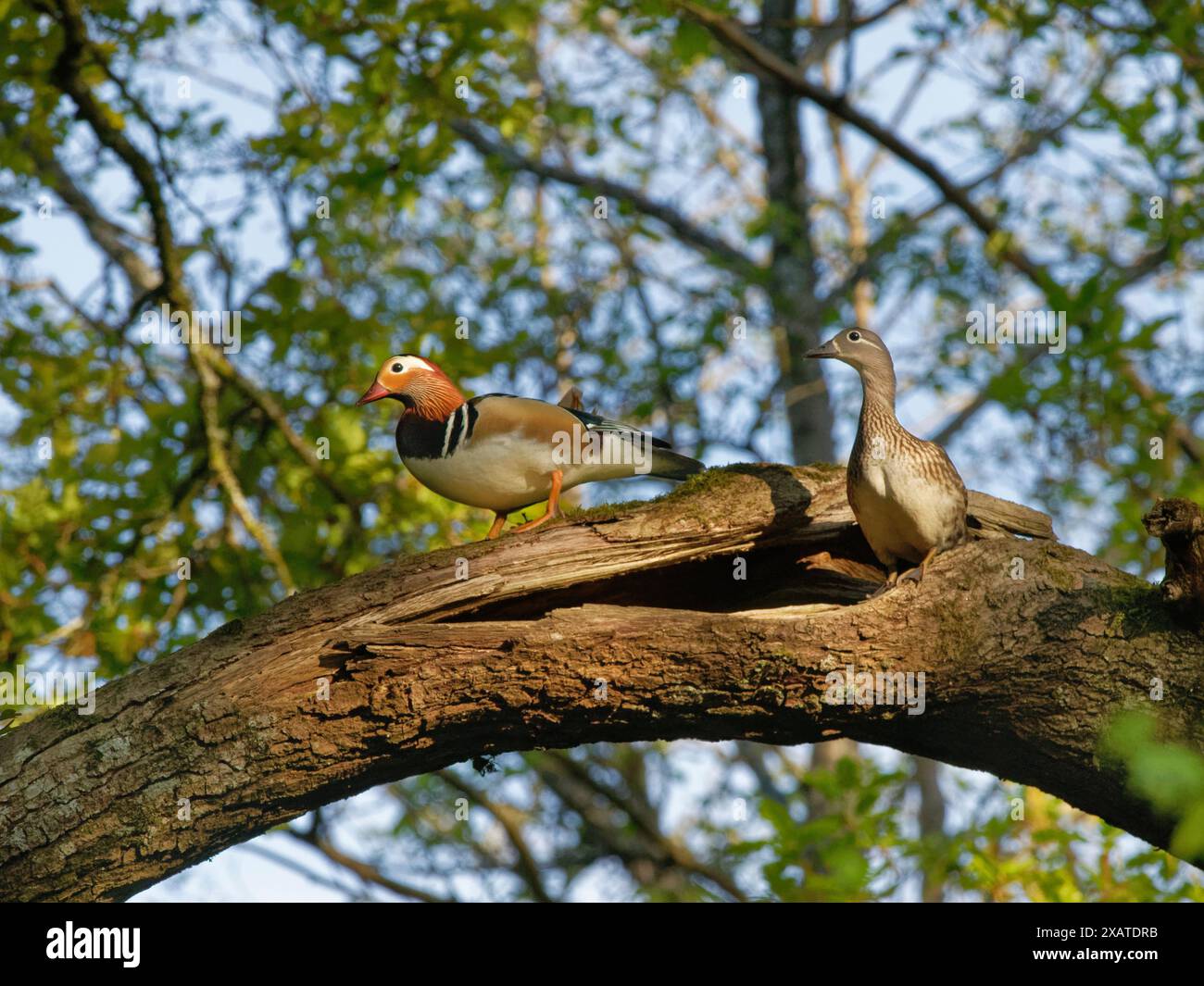 Mandarinenpaar (Aix galericulata), das an einem potenziellen Nestplatz in einem Hohlzweig einer Eiche (Quercus robur) steht, Forest of Dean, Glos, Mai. Stockfoto