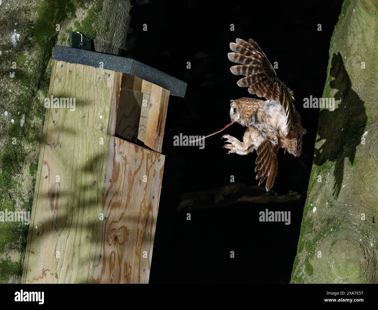 Tawny-Eule (Strix aluco) fliegt nachts zu einem Nistkasten, mit einem Erdwurm (Lumbricus terrestris), um seine Küken zu füttern, Wiltshire Garden, Großbritannien, Mai. Stockfoto