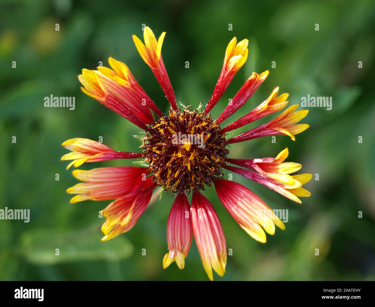 Große Nahaufnahme der indischen Blanket Blume. Stockfoto