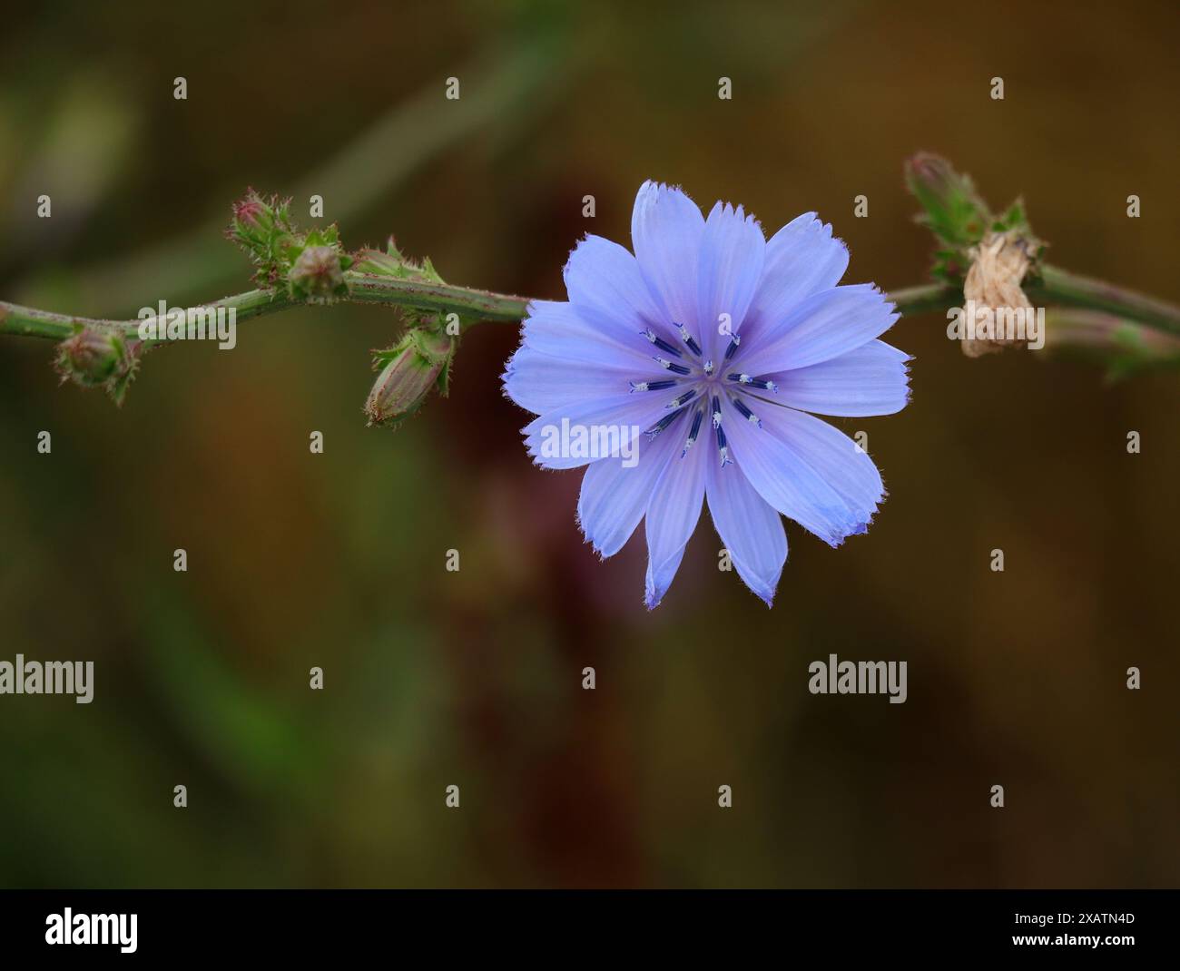 Einsame Zichorienblüte - Cichorium intybus wächst wild. Flacher Fokus auf Blume für Effekt. Bokeh-Hintergrund. Kopierbereich. Oeiras, Portugal. Stockfoto