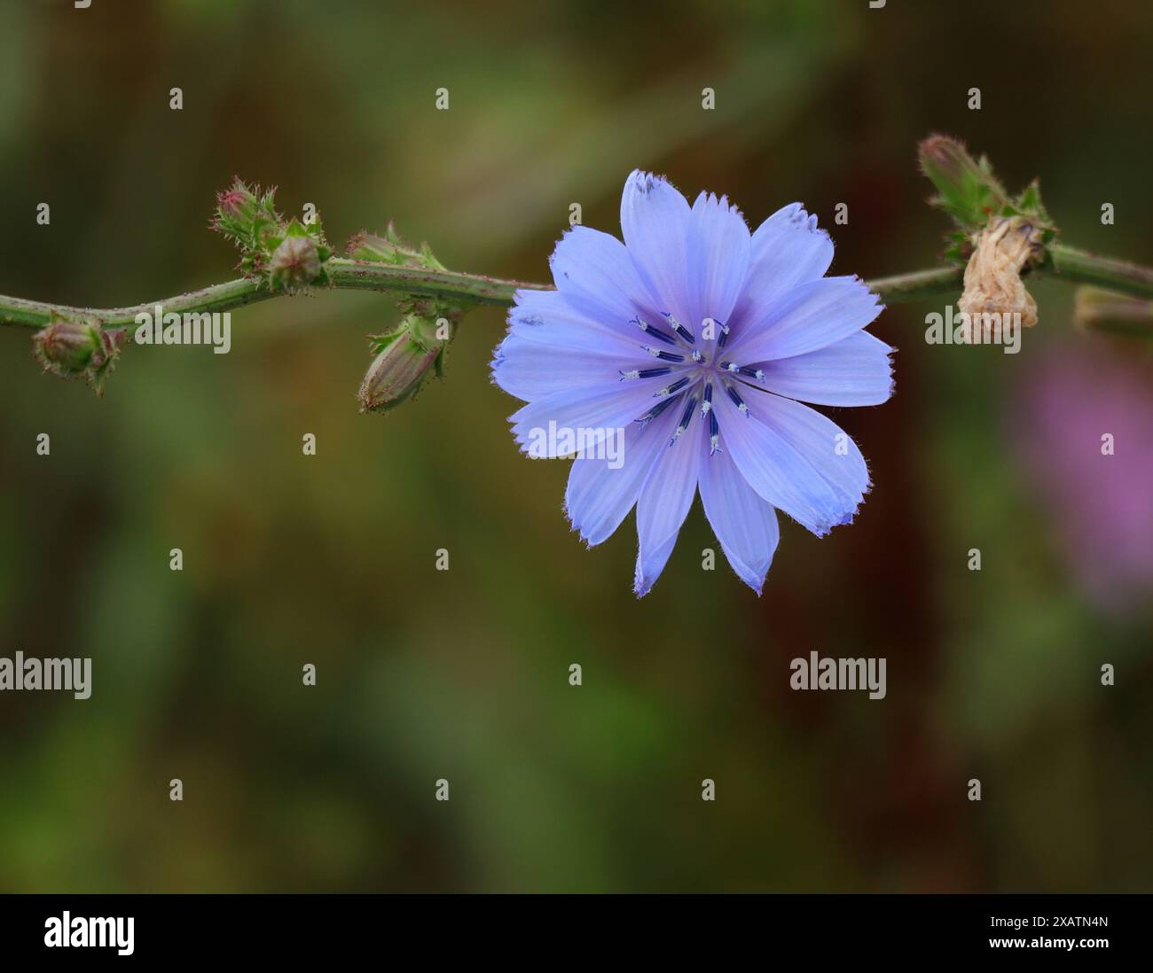 Einsame Zichorienblüte - Cichorium intybus wächst wild. Flacher Fokus auf Blume für Effekt. Bokeh-Hintergrund. Kopierbereich. Oeiras, Portugal. Stockfoto