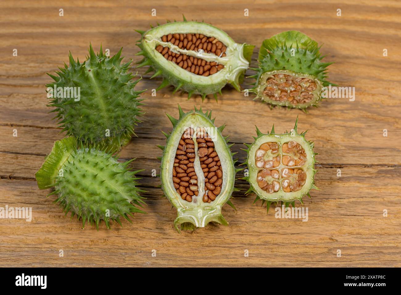 Dornensamenkapsel und Samen der Jimsonweed-Pflanze. Giftige Pflanzen, Landkrautbekämpfung und Gartenkonzept. Stockfoto