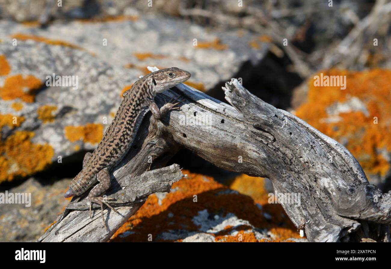 Eine schwanzlose Erhard's Wall Lizard (Podarcis erhardii), erschossen auf der griechischen Insel Santorin. Stockfoto