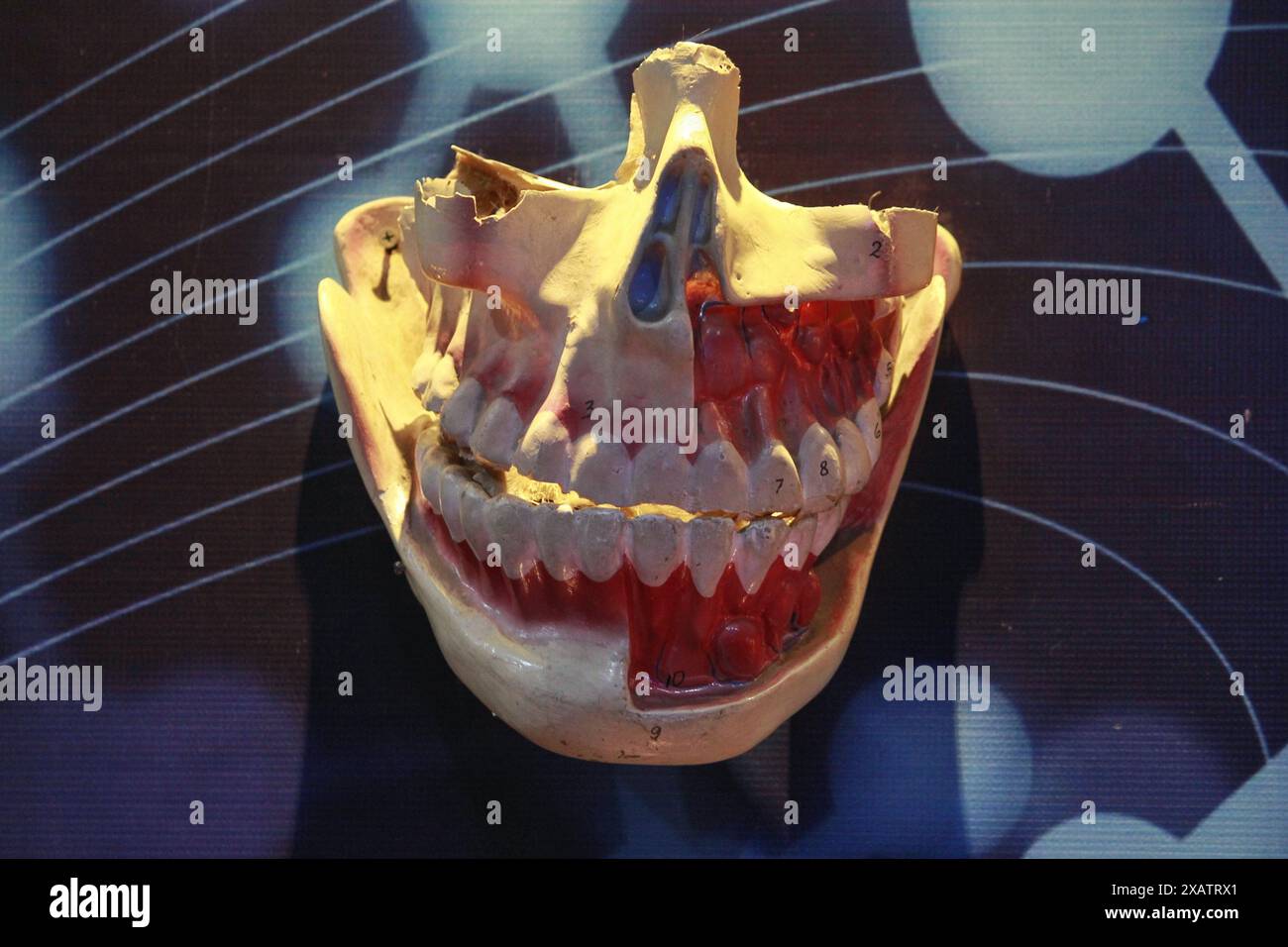 Medizinische Requisiten zeigen Anatomie des Mundes, des Zahnfleisches und der Nase auf einem menschlichen Gesicht. Stockfoto Medizinische Requisiten zeigen Anatomie des Mundes, des Zahnfleisches und der Nase auf einem menschlichen Gesicht. Stockfoto