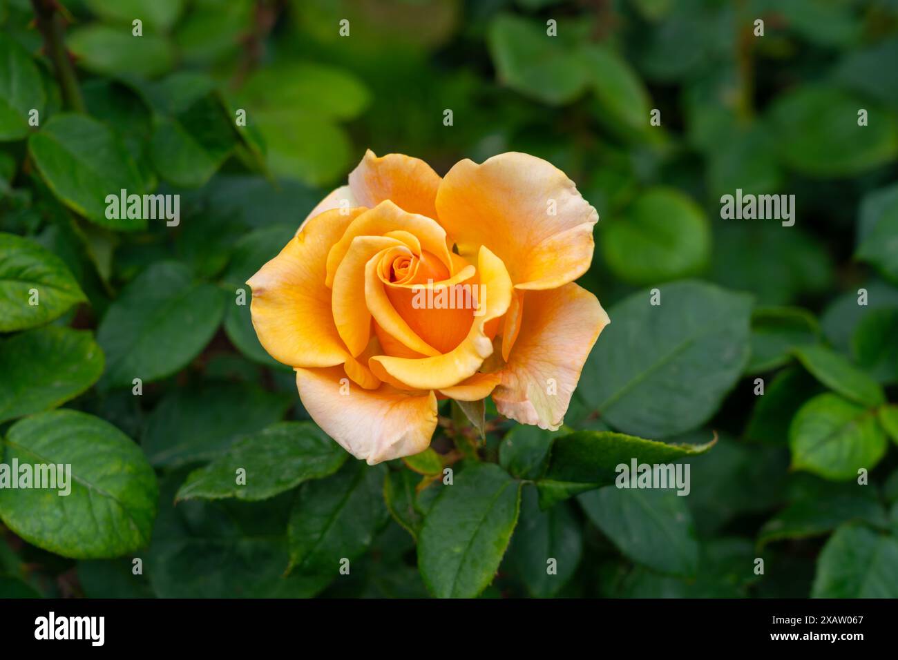 Eine Sonnenschein-Daydream-Rose-Blume, die im Garten wächst. Usa. Stockfoto